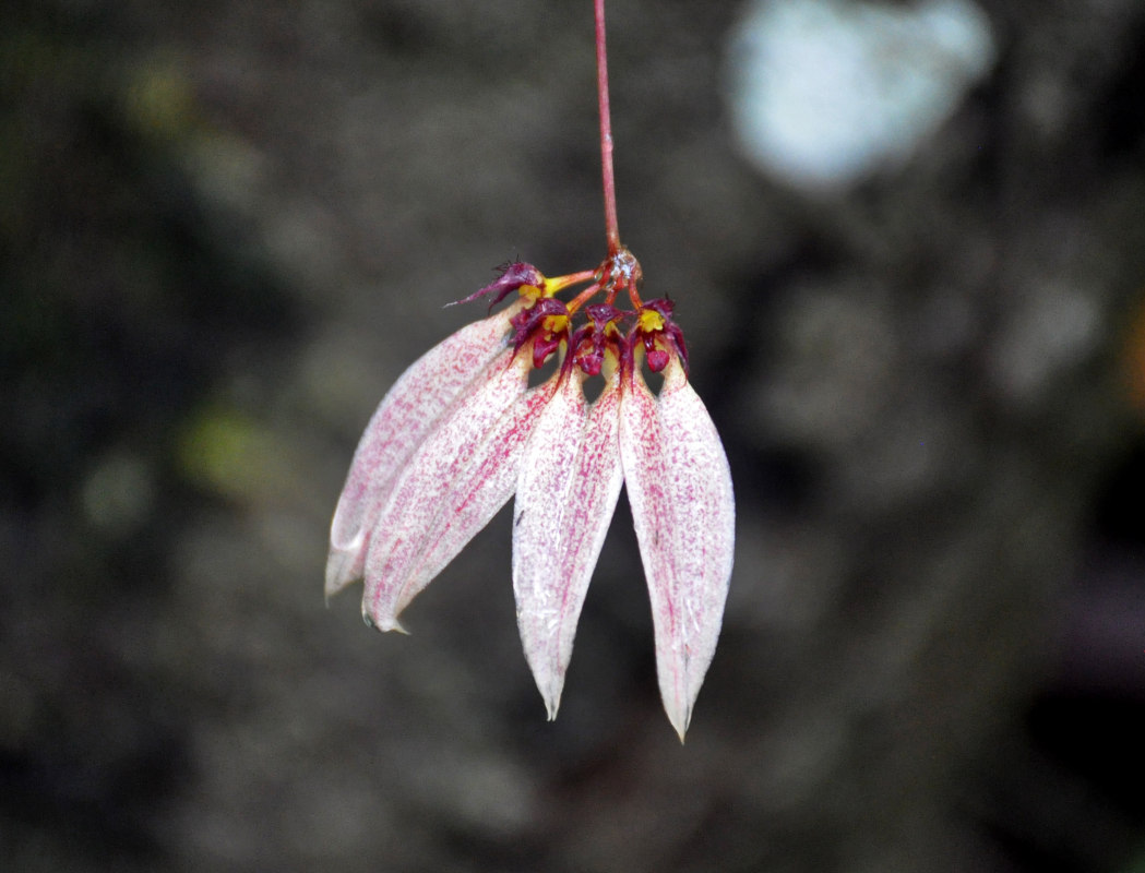 Изображение особи Bulbophyllum flabellum-veneris.