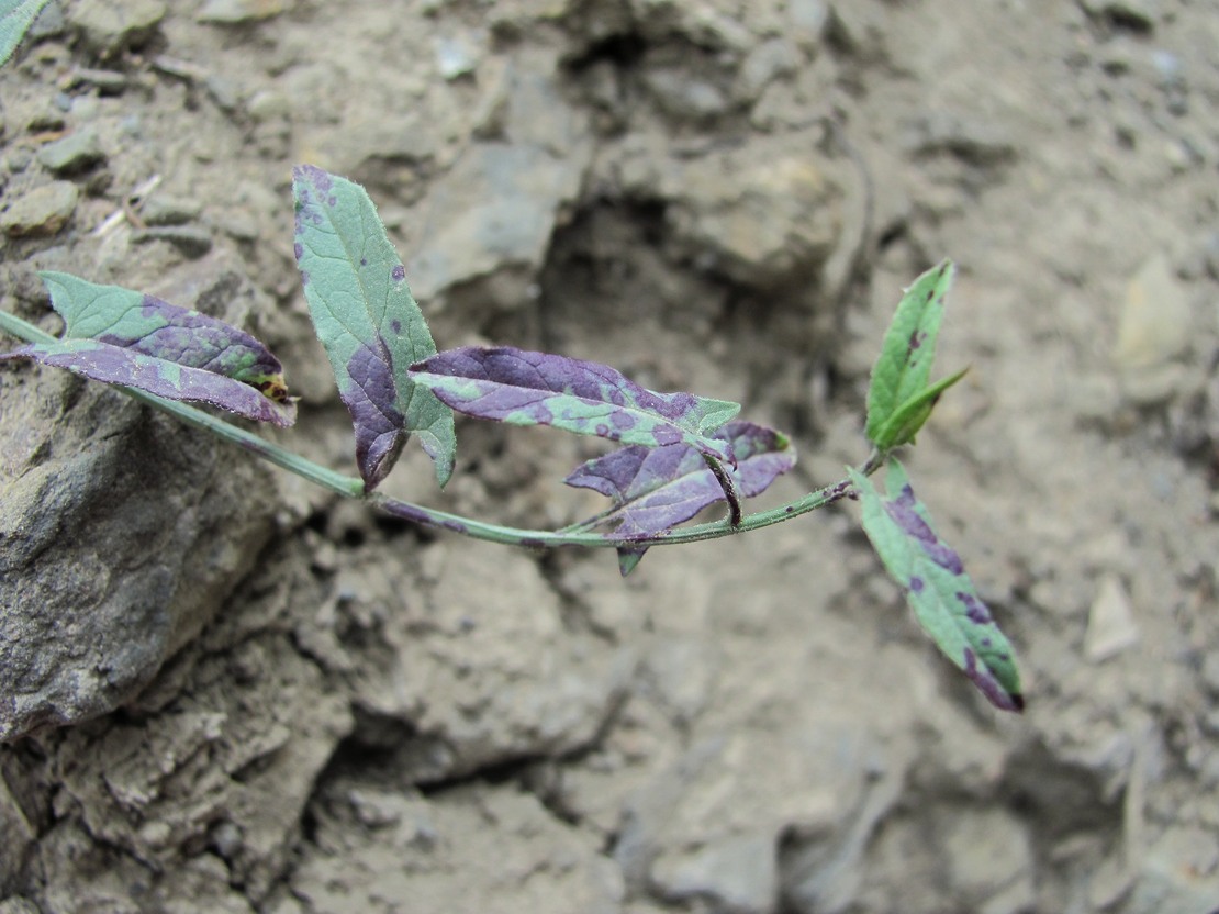 Image of Convolvulus arvensis specimen.