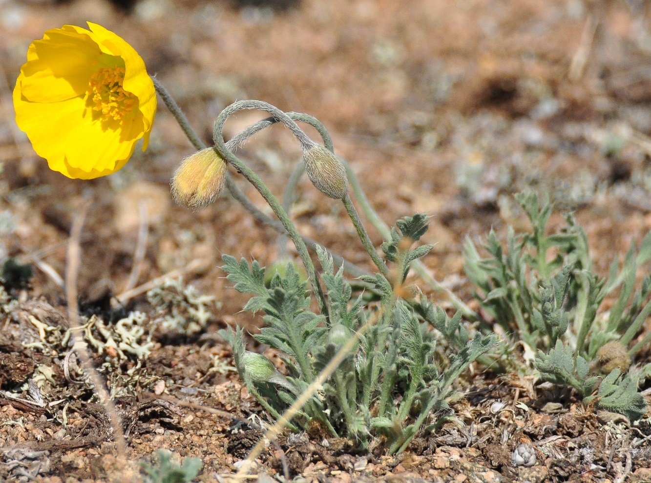 Image of Papaver setosum specimen.