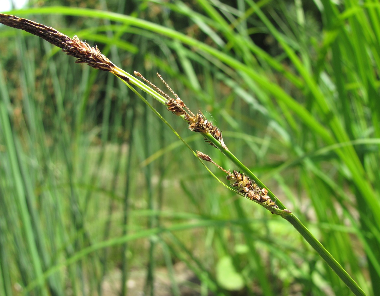 Image of Carex buekii specimen.