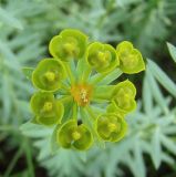 Euphorbia stepposa