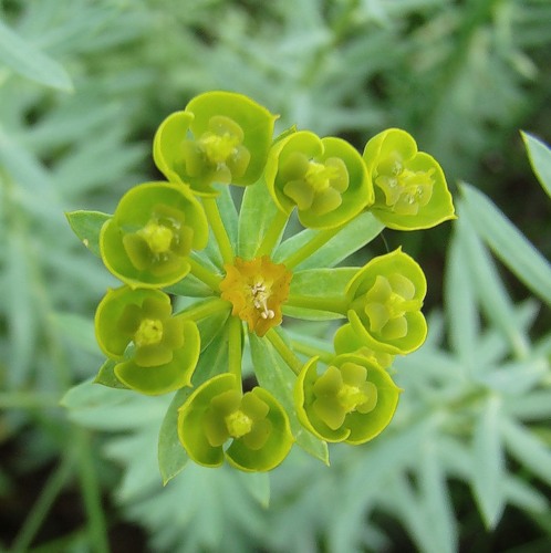 Изображение особи Euphorbia stepposa.