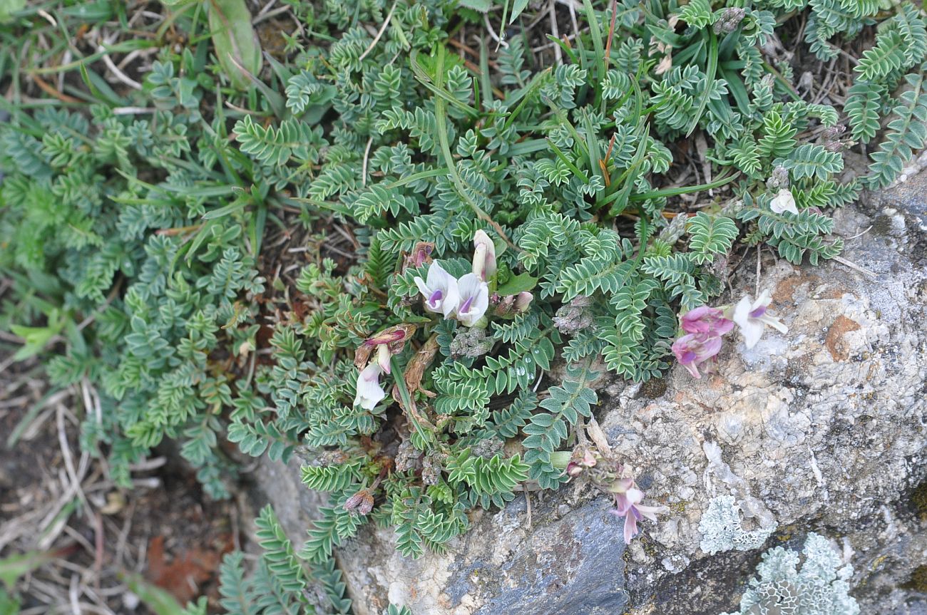 Изображение особи род Astragalus.