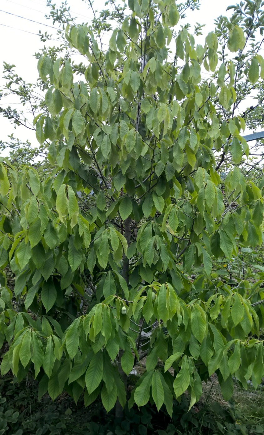 Image of Asimina triloba specimen.