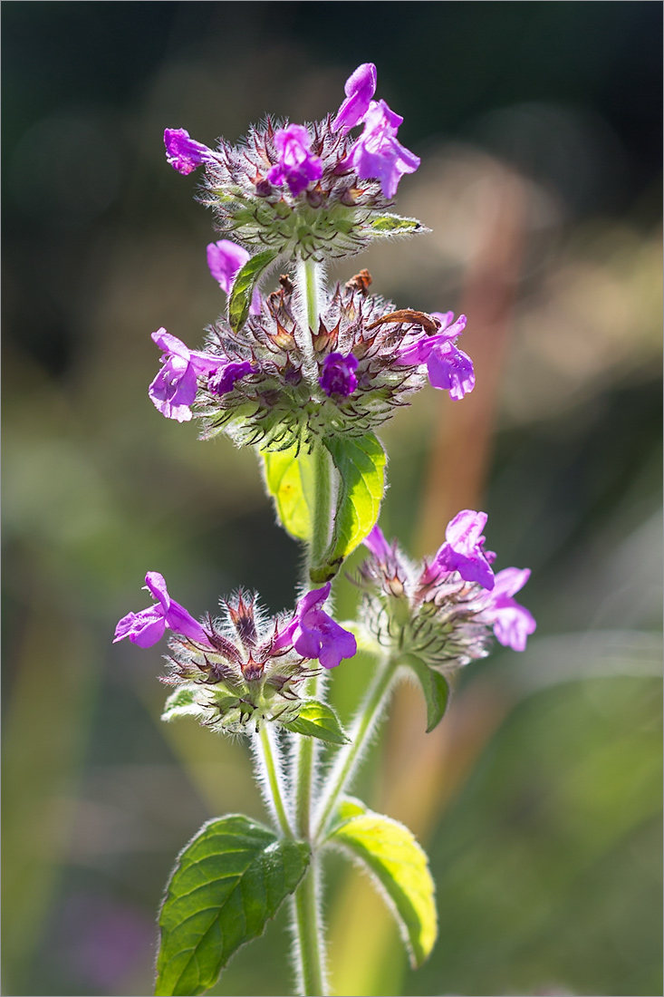 Изображение особи Clinopodium vulgare.