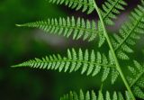 Athyrium filix-femina. Часть вайи с сорусами (вид снизу). Московская обл., Орехово-Зуевский р-н, долина р. Нерская, хвойно-лиственный лес, берег реки. 14.06.2018.