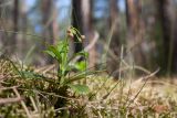 Chimaphila umbellata. Растение с бутонами. Ленинградская обл., Лужский р-н, 136 км шоссе М-20, сосняк лишайниково-зеленомошный на песке. 15.06.2018.