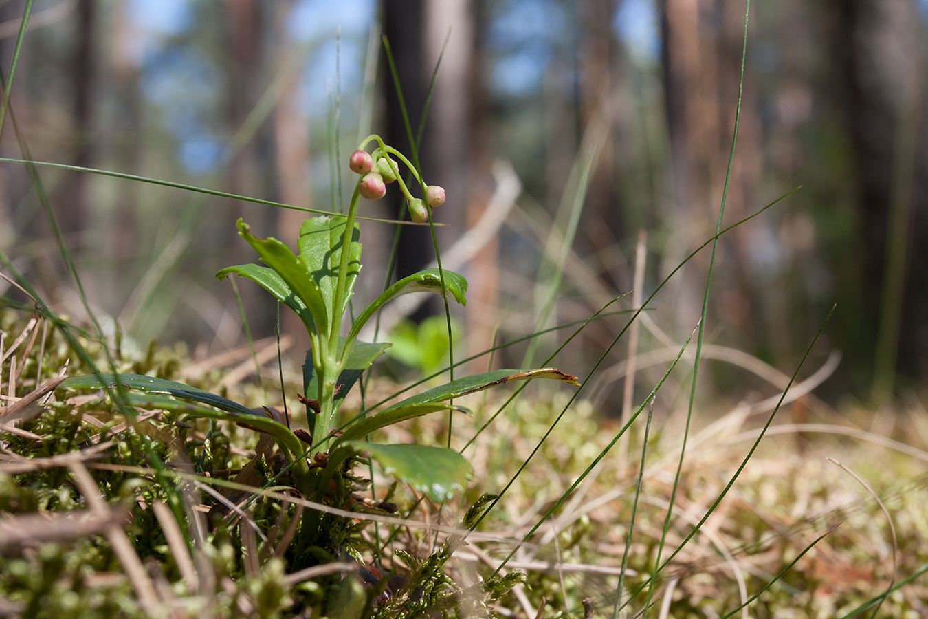 Изображение особи Chimaphila umbellata.