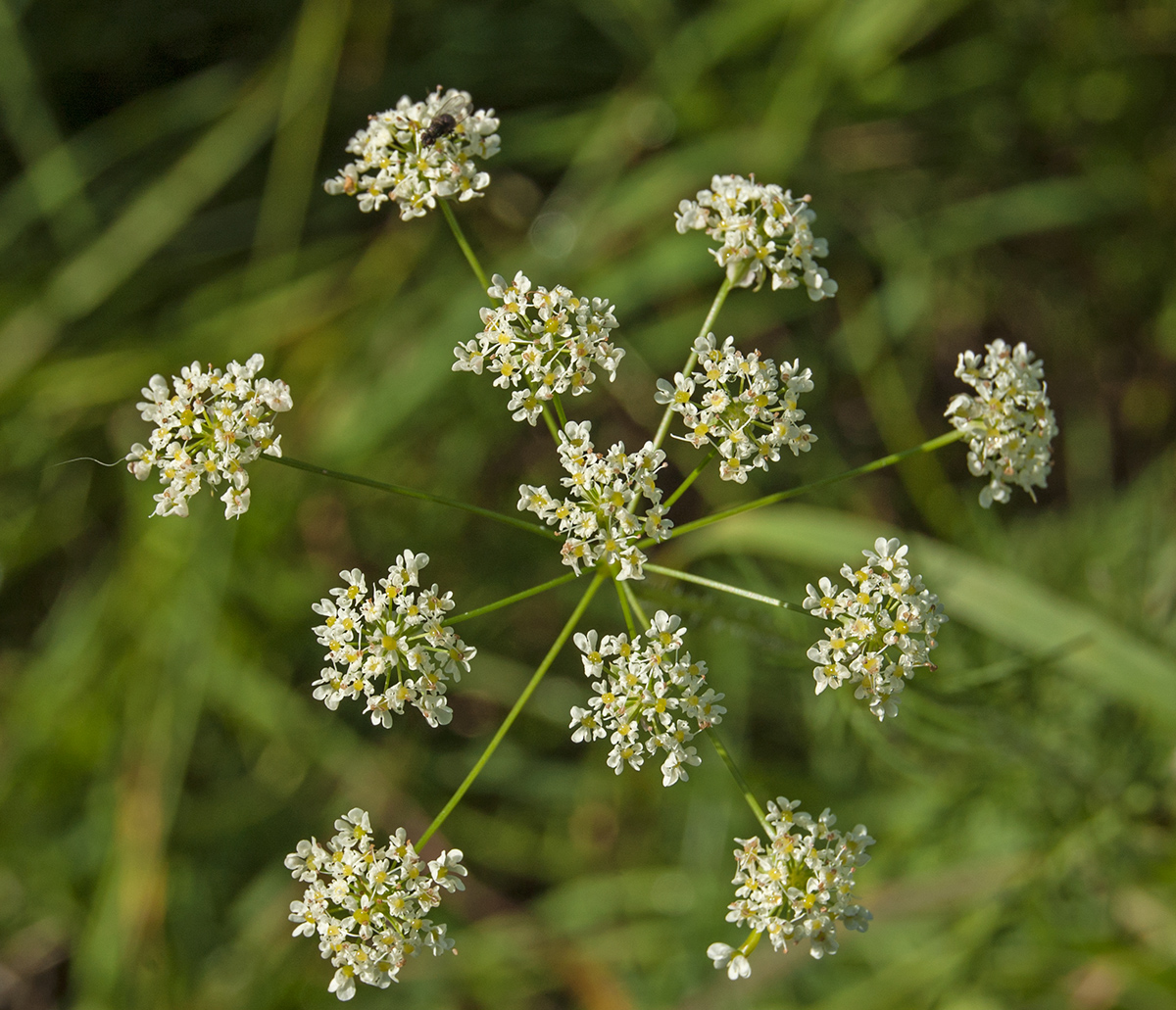 Image of Anthriscus sylvestris specimen.