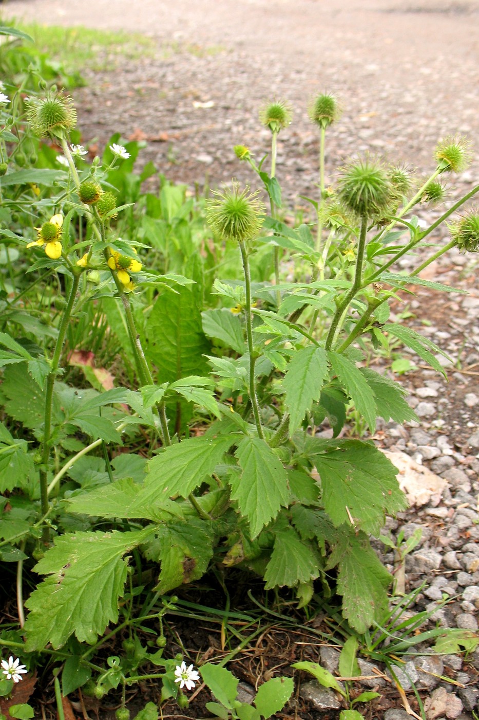 Image of Geum aleppicum specimen.