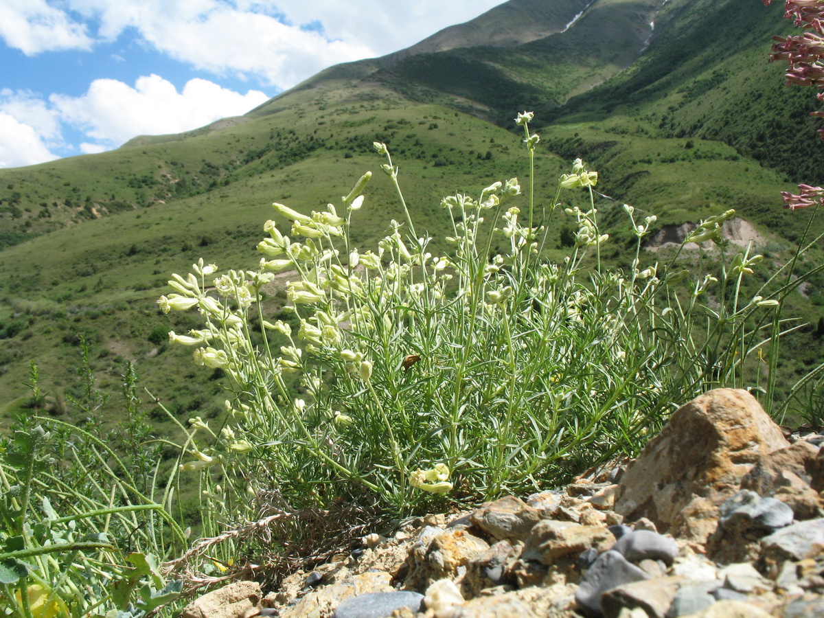 Изображение особи Silene brahuica.