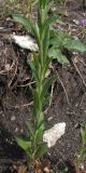 Camelina microcarpa