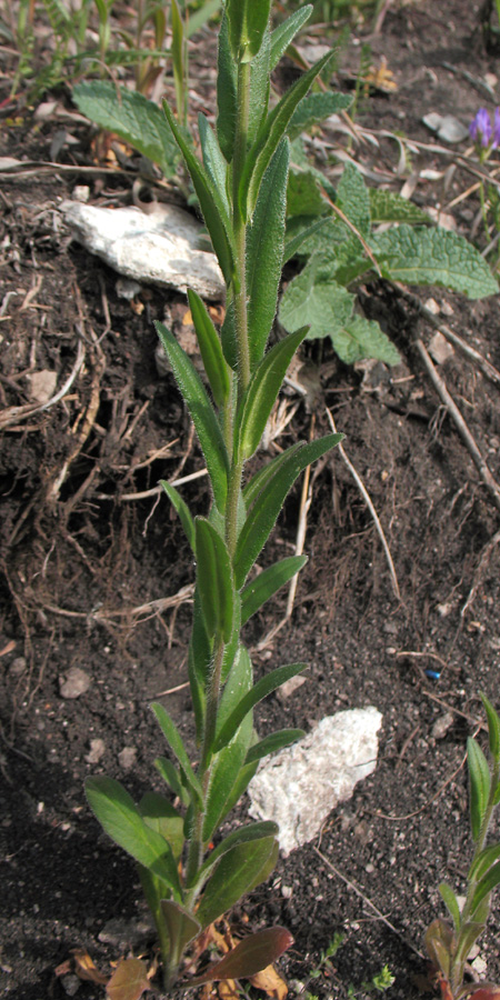 Image of Camelina microcarpa specimen.
