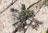 Sibbaldia semiglabra