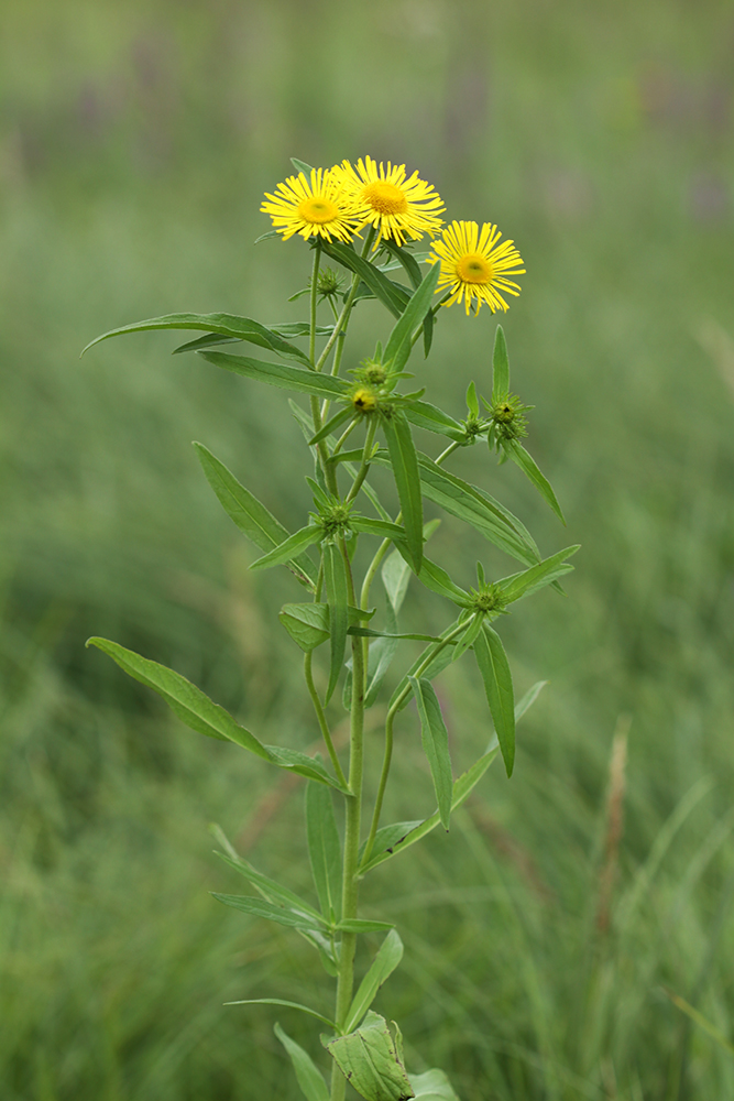 Image of Inula japonica specimen.