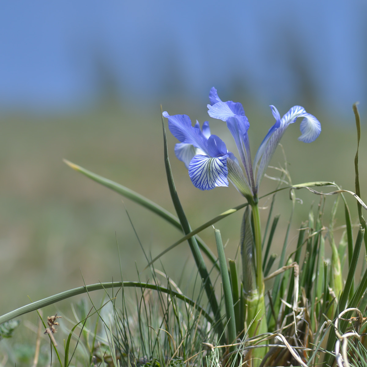 Image of Iris loczyi specimen.