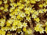 Ornithogalum rupestre