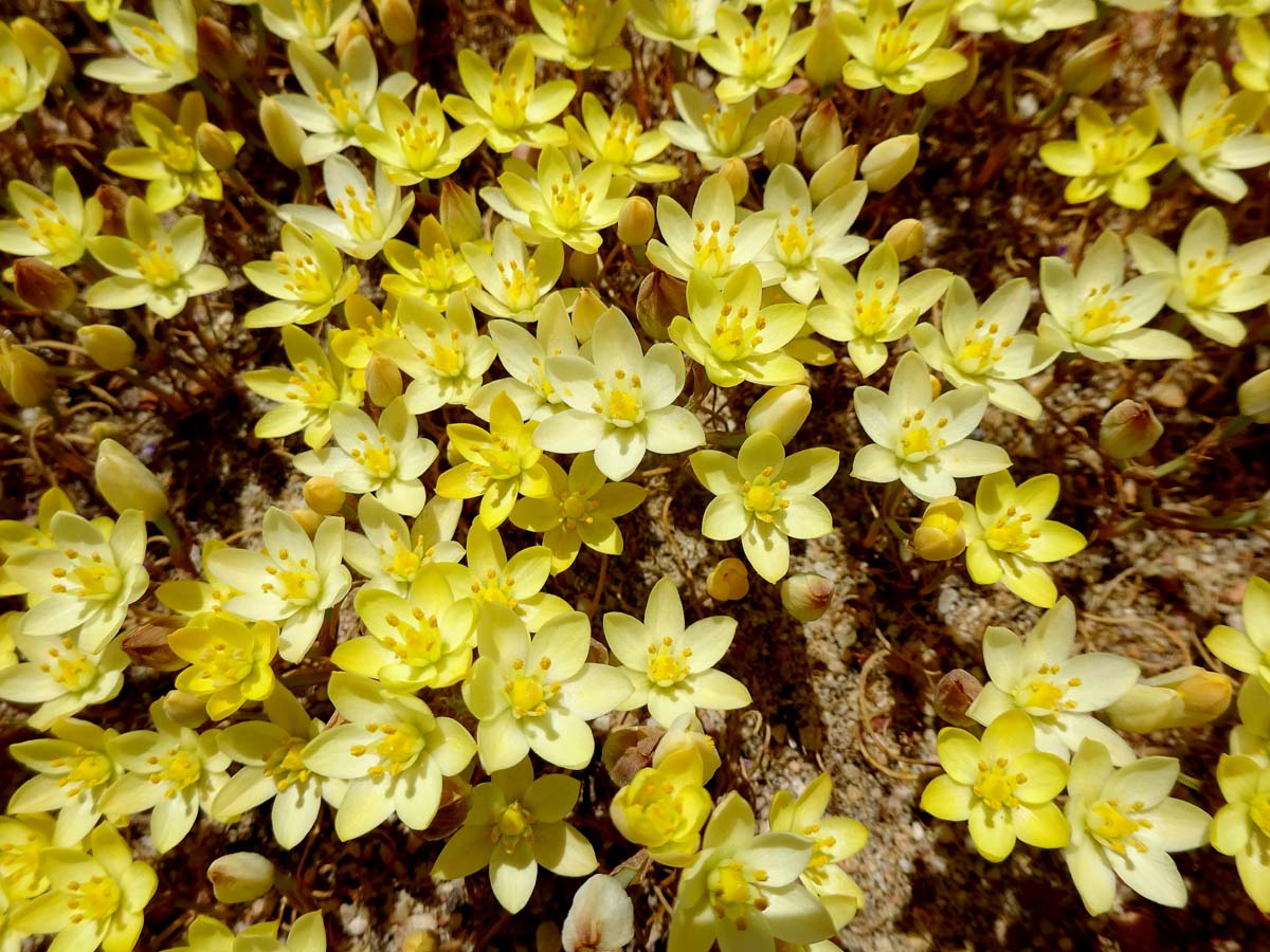 Изображение особи Ornithogalum rupestre.