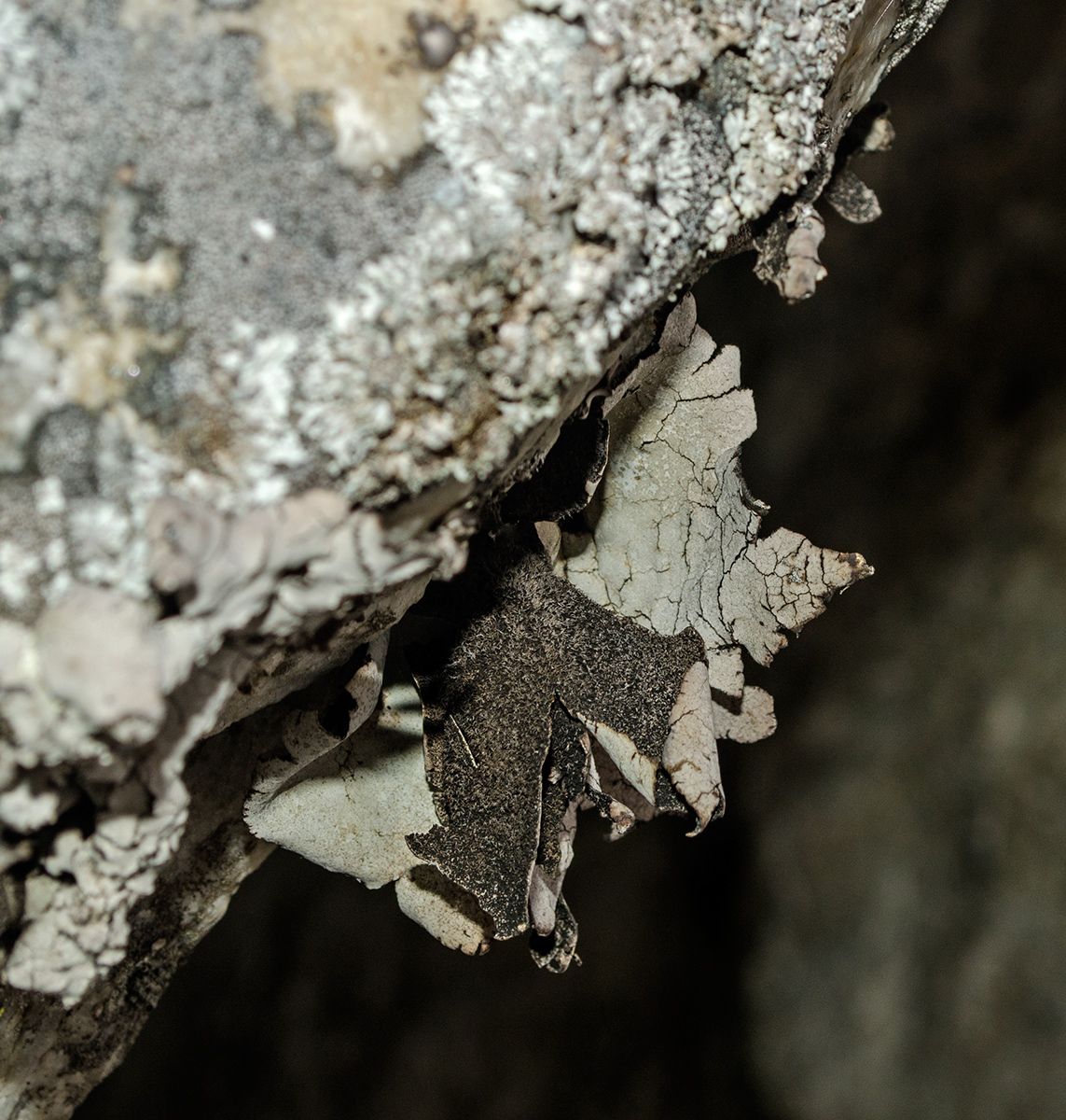 Image of genus Umbilicaria specimen.