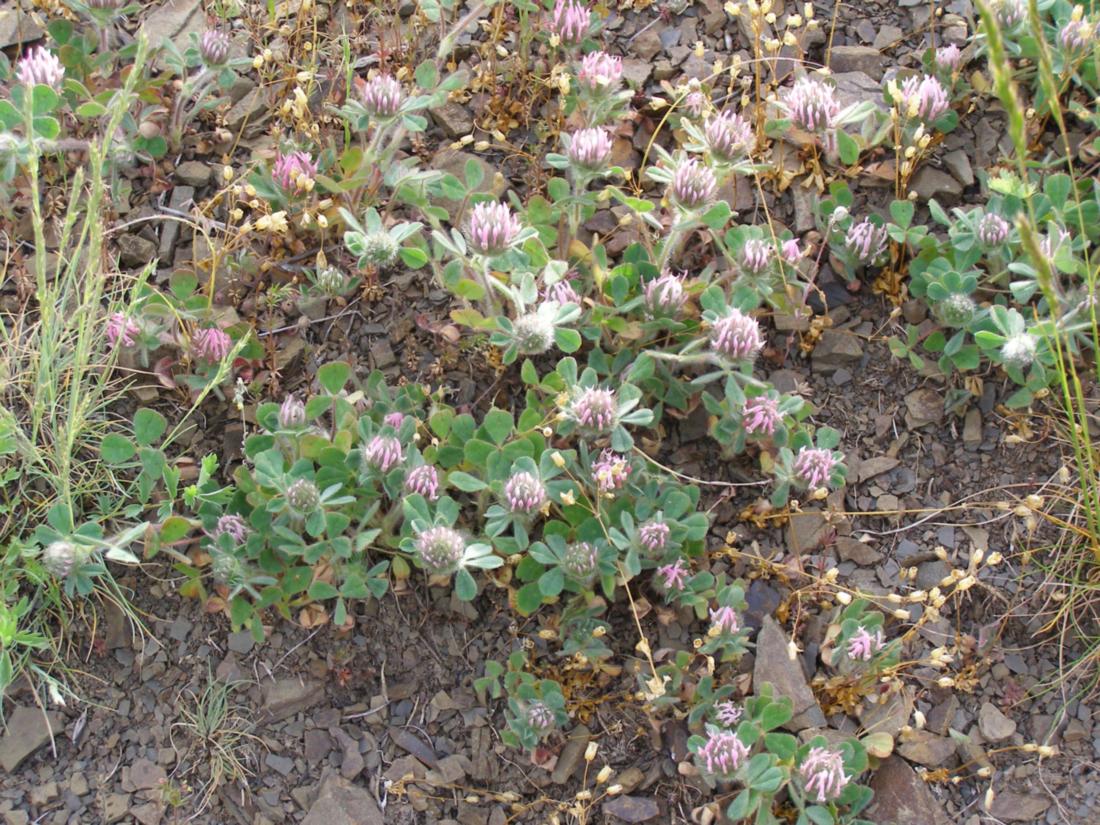 Image of Trifolium hirtum specimen.