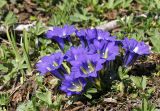 Gentiana grandiflora. Цветущее растение. Республика Хакасия, Кузнецкий Алатау, высота 1300 м н.у.м. 23 июня 2018 г.