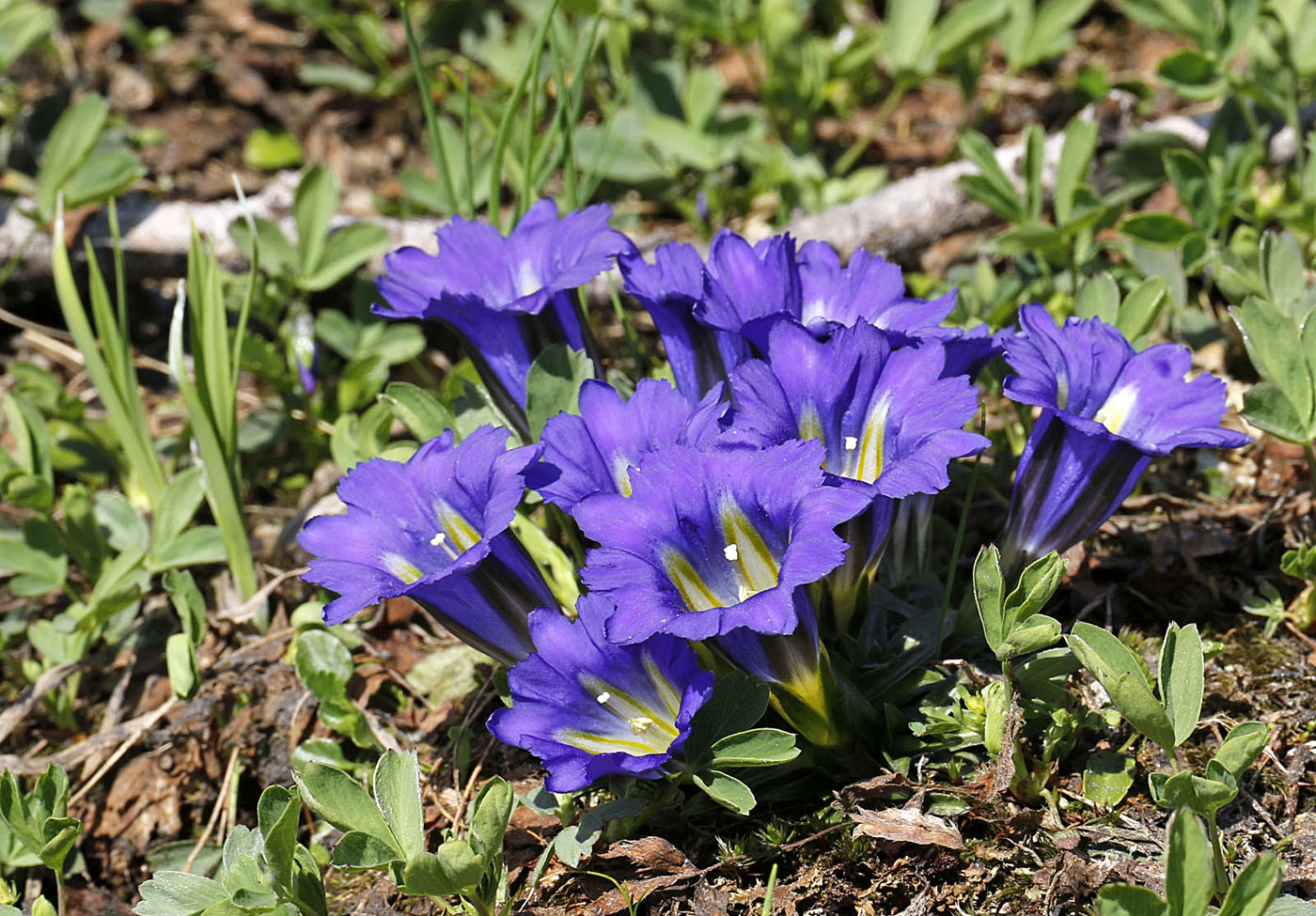 Изображение особи Gentiana grandiflora.