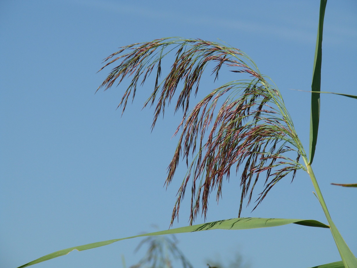 Изображение особи Phragmites australis.