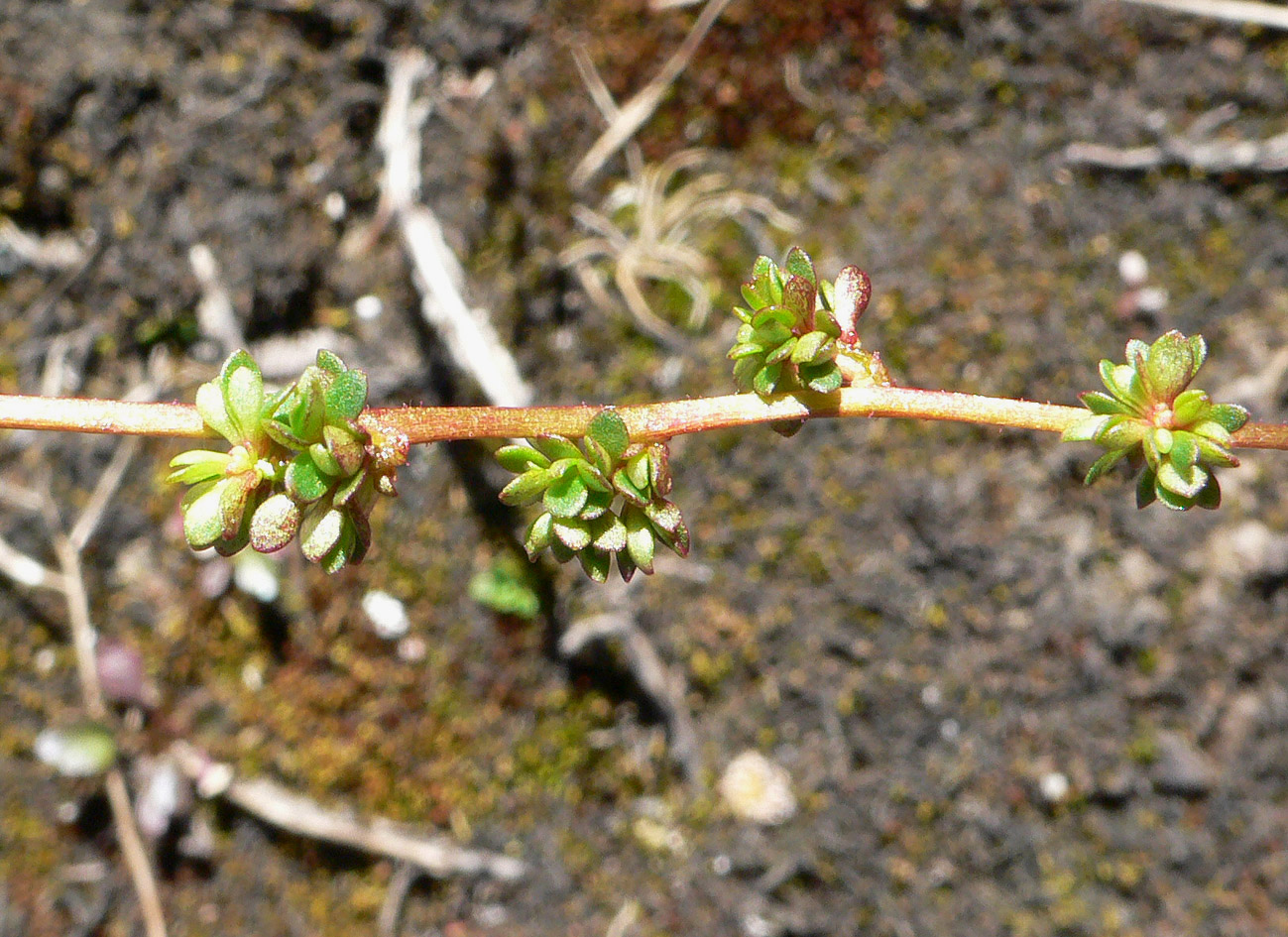 Image of Micranthes foliolosa specimen.