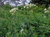 Heracleum dissectum