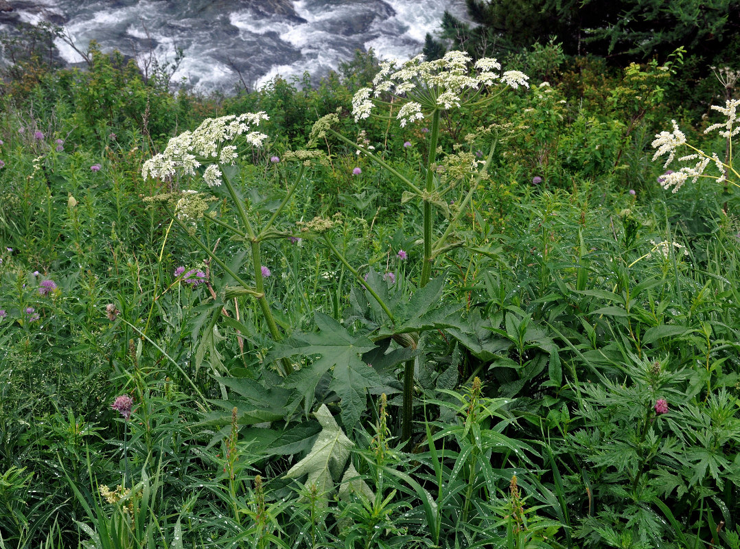 Изображение особи Heracleum dissectum.