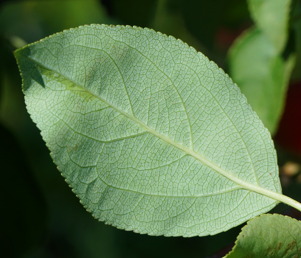 Image of Malus prunifolia specimen.