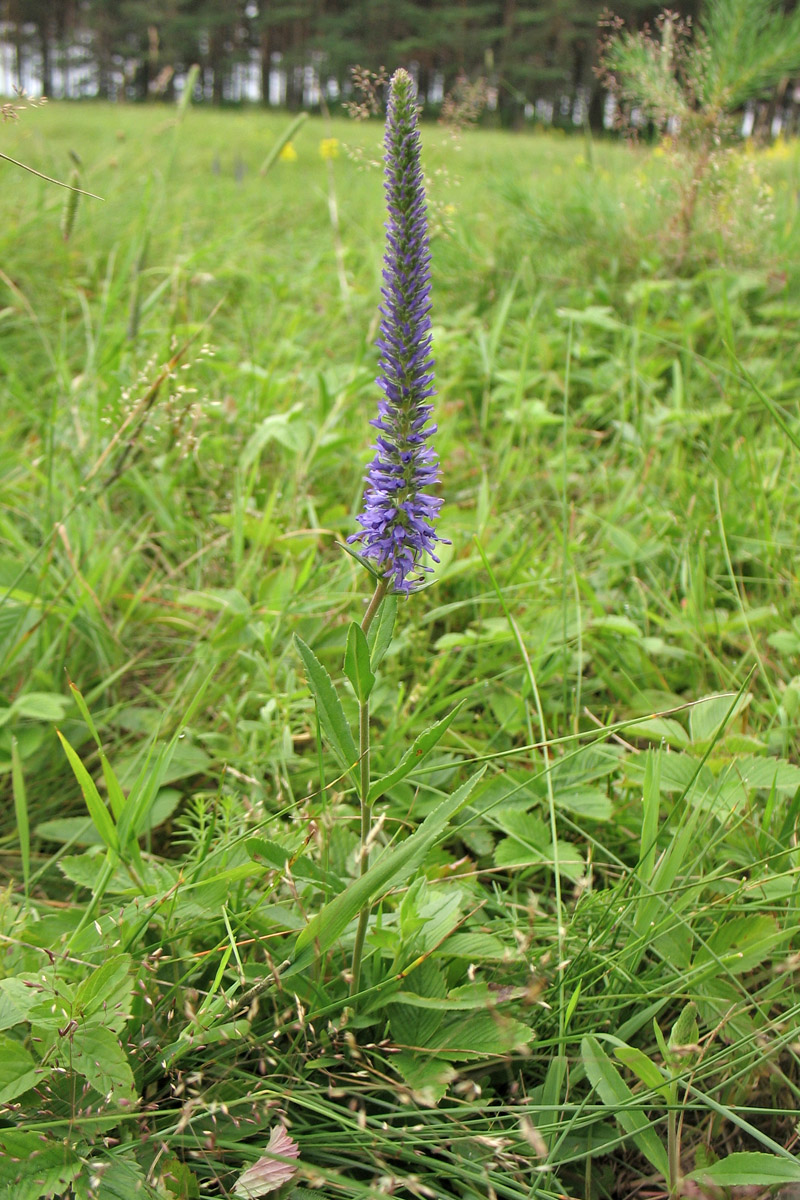 Изображение особи Veronica spicata.