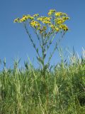 Senecio erucifolius. Верхушка цветущего растения. Южный Казахстан, Сырдарьинский Каратау, горы Улькунбурултау, ≈ 700 м н.у.м., у солоноватого родника Карабастау. 28 июня 2018 г.