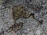 genus Rhizocarpon. Таллом с апотециями на камне. Свердловская обл., окр. г. Заречный, урочище Черемшанское болото, р. Камышенка, на берегу. 04.05.2018.