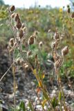 Helianthemum cretophilum. Соплодие. Украина, Донецкая обл., Славянский р-н, окр. пос. Богородичное (Locus classicus), меловой склон. 14.06.2010.