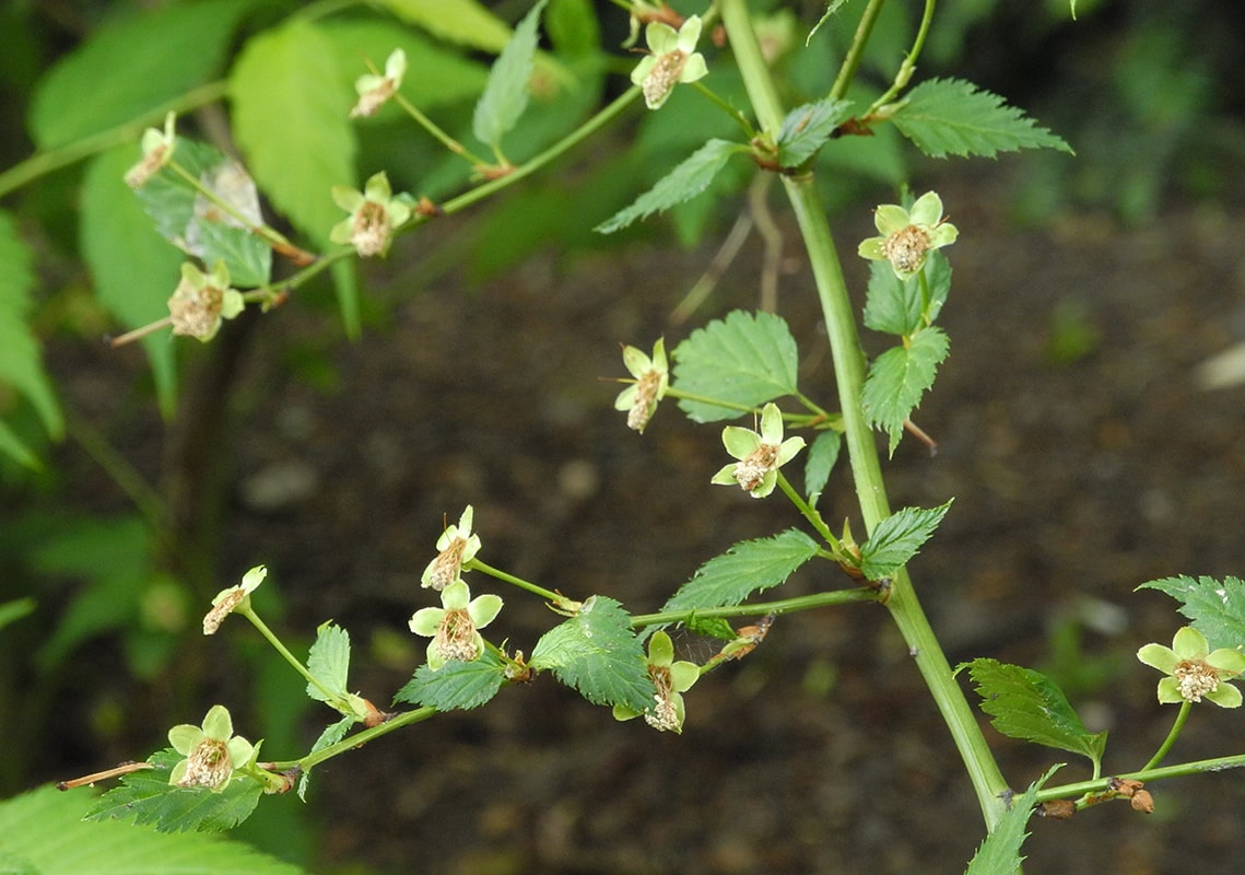 Изображение особи Kerria japonica.