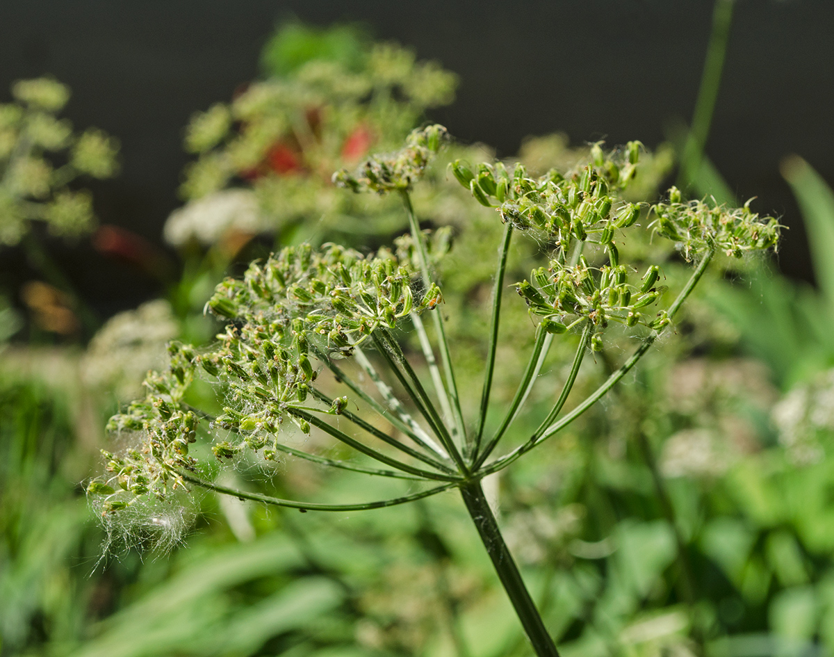 Image of Aegopodium podagraria specimen.