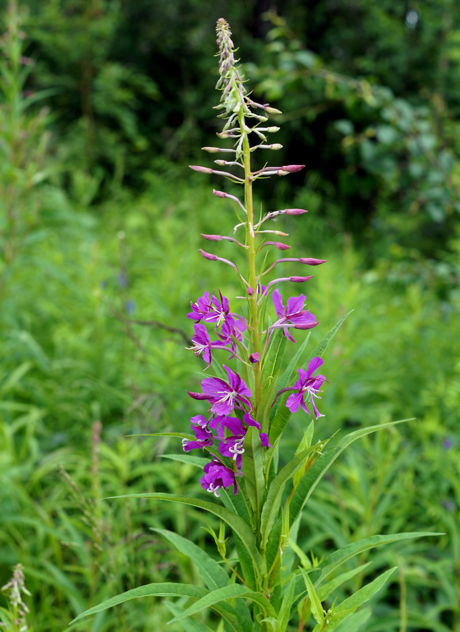 Изображение особи Chamaenerion angustifolium.