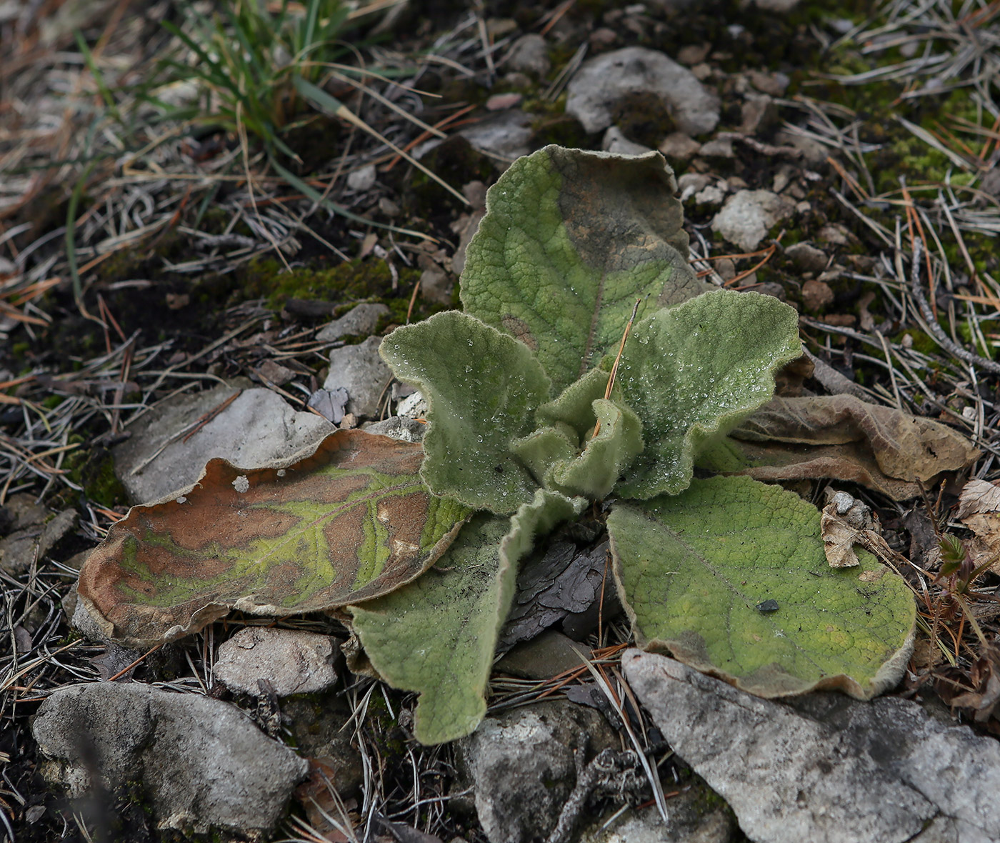 Изображение особи Verbascum thapsus.