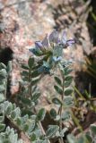 Oxytropis sewerzowii