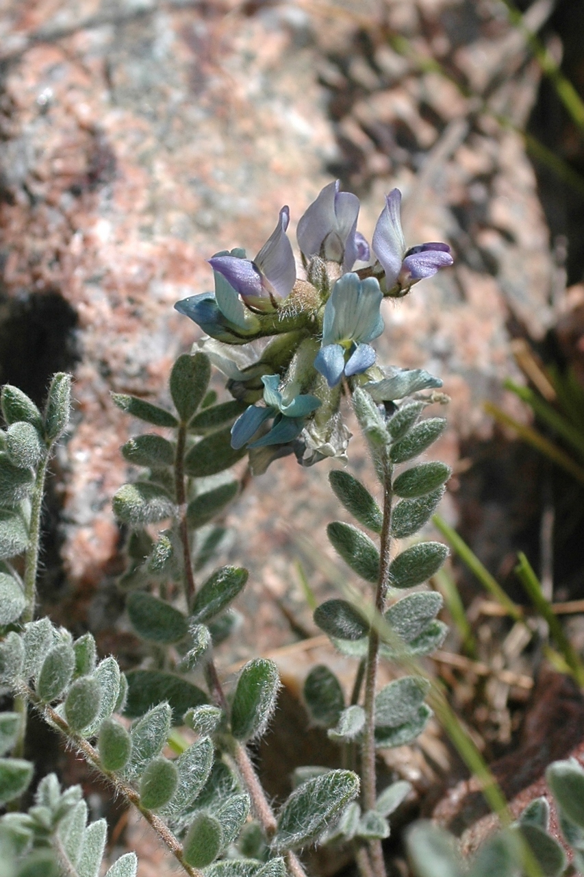 Изображение особи Oxytropis sewerzowii.