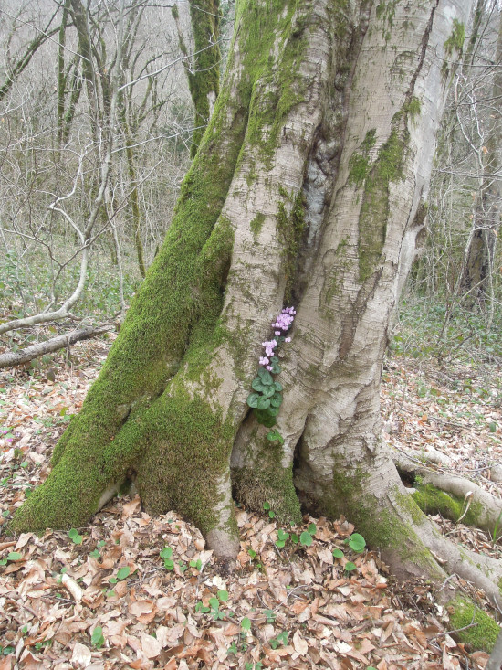 Image of Cyclamen coum specimen.