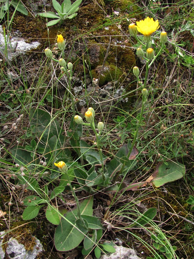 Изображение особи Crepis pannonica.