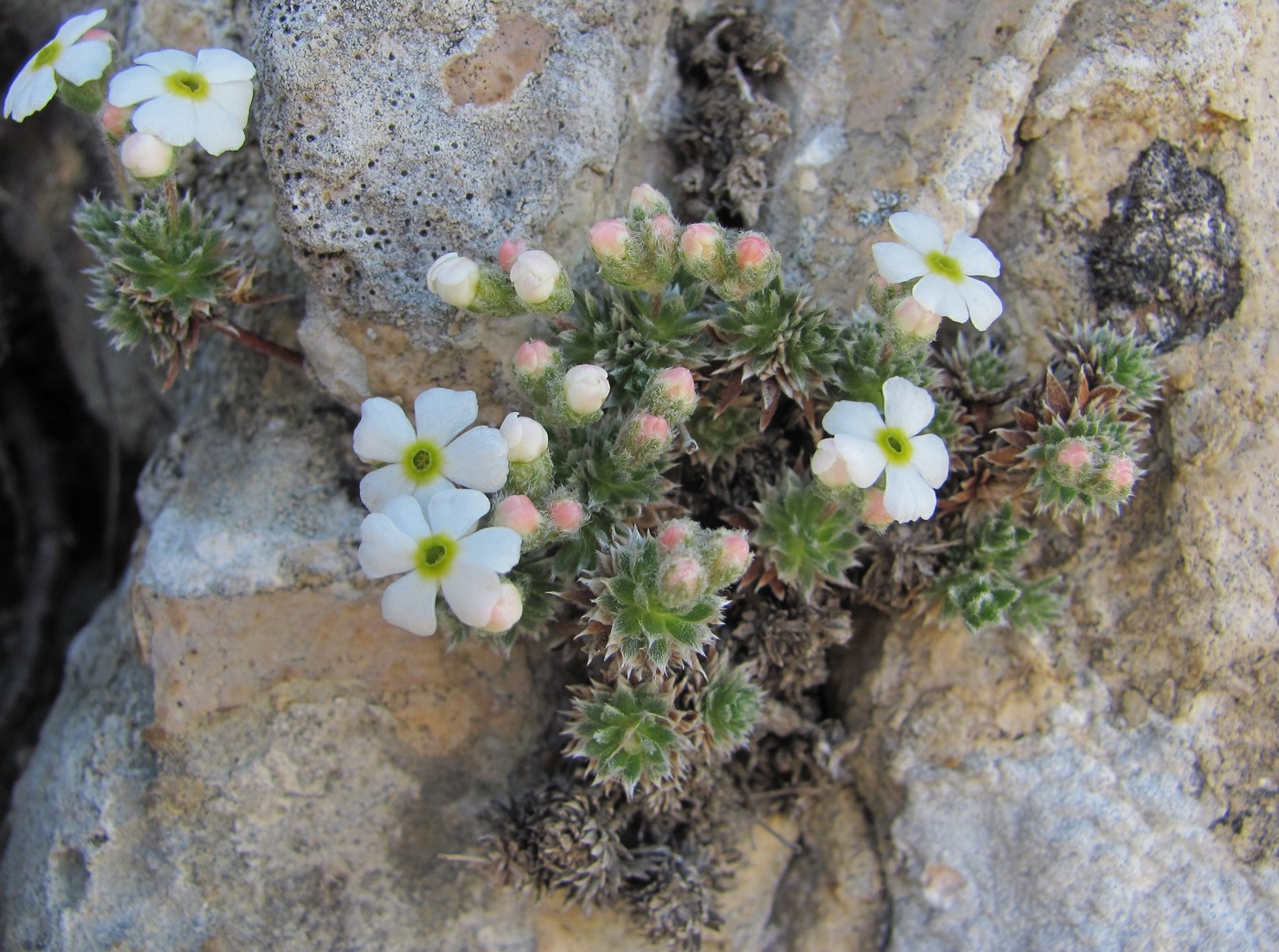 Image of Androsace barbulata specimen.