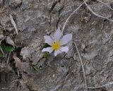 род Colchicum. Цветущее растение. Турция, ил Ардахан, окр. крепости Кирнав, правый высокий берег р. Чайкелик, старая коровья лепеха, выс. ок. 1780 м н.у.м. 15.04.2019.