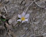 род Colchicum