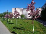 Malus &times; purpurea