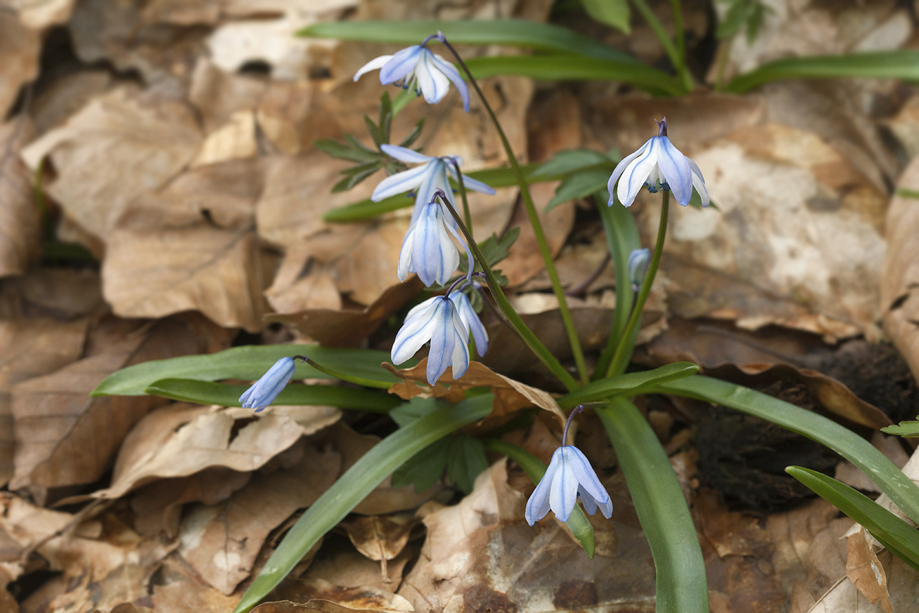 Image of Scilla monanthos specimen.