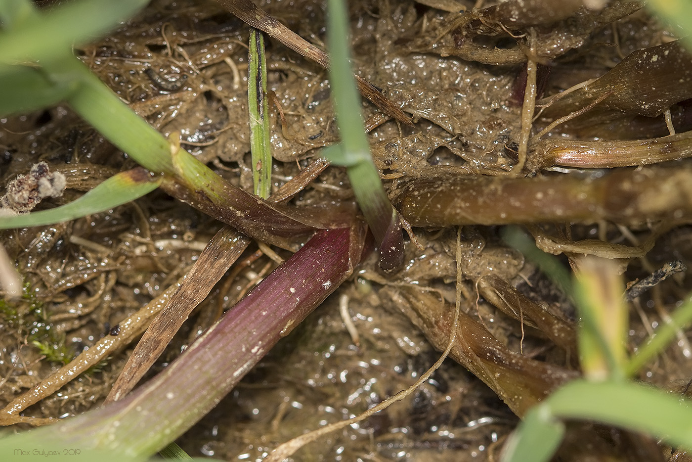 Image of Glyceria notata specimen.