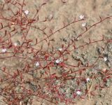 Limonium echioides. Побеги с цветками (диаметр цветка - 1,5-2,0 мм). Республика Кипр, окр. г. Лимасол (Λεμεσός), пляж. 09.06.2019.
